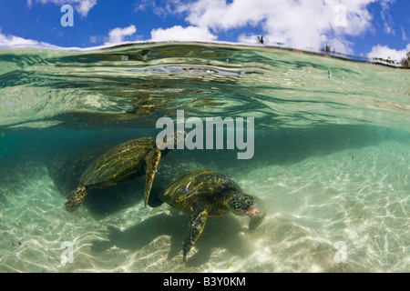 Le Tartarughe Verdi Chelonia Mydas Oahu Oceano Pacifico Hawaii USA Foto Stock