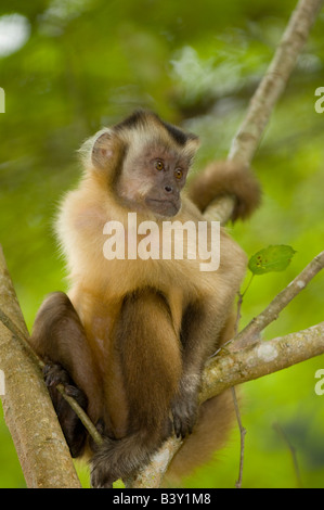 Marrone scimmia cappuccino Cebus apella nel Mato Grosso do Sul in Brasile Foto Stock