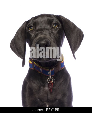 Adorable black Alano cucciolo isolato su sfondo bianco Foto Stock