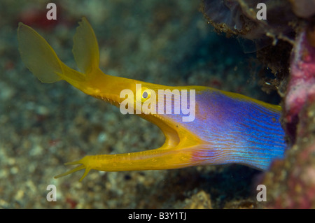 Blue Ribbon Eel Rhinomuraena quaesita nello stretto di Lembeh Indonesia Foto Stock