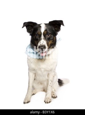 Adorabili Border Collie mix cane indossando bandana blu isolato su sfondo bianco Foto Stock