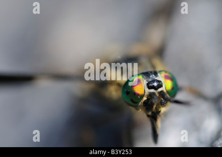 Gli occhi di un cavallo fly Foto Stock