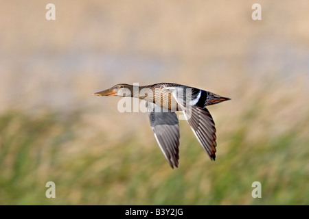 Northern Mestolone Anas clypeata amaca Oak Marsh Manitoba Canada 31 agosto immaturi in volo anatidi Foto Stock