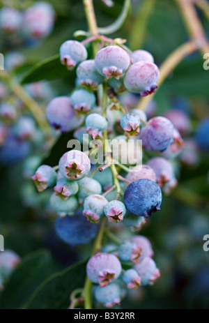 Mirtillo, vaccinium cluster pronto a scelta Foto Stock