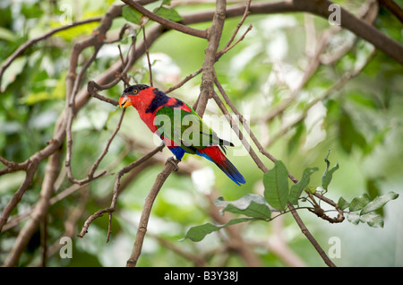 Nero capped Lory noto anche come Western Black tappate Lory tricolore Lory (Lorius lory) Foto Stock