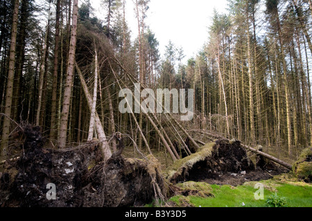 Albero caduto e radici nel mezzo della foresta di pini, Gortin Glen Forest Park, Ulster (Irlanda del Nord Foto Stock