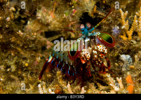 Canocchia Odontodactylus scyllarus nello stretto di Lembeh Indonesia Foto Stock