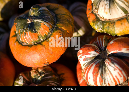 Turbante zucche sul display a una caduta pumpkin patch. Foto Stock