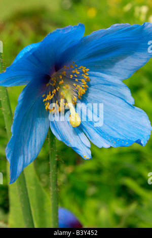 Fiore di colore blu di papavero himalayana Meconopsis x sheldonii Foto Stock