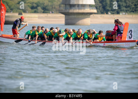 Dragon Boat racing su Bewl Serbatoio acqua in Kent - un team paletta come timoniere e il batterista grida di incoraggiamento. Foto Stock