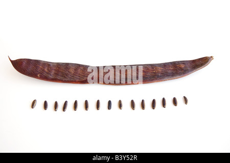 Flamboyant tree seed pods , Royal Poinciana tree Delonix regia, Kafuie, Zambia, Africa. Foto Stock