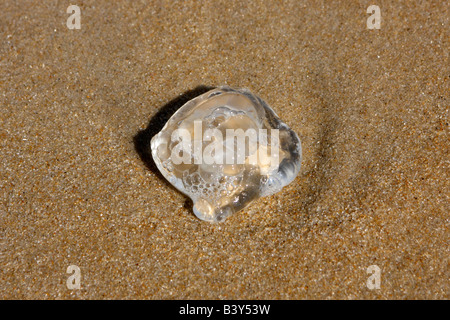 Meduse piccole sdraiato sulla spiaggia Foto Stock