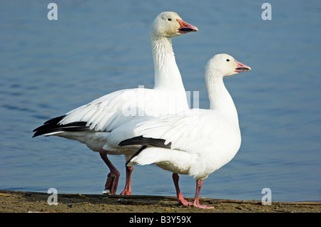 Le oche delle nevi coppia a stagno Foto Stock