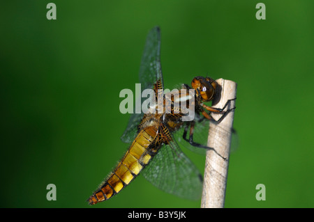 Dragonfly - Gli indirizzi di massima per le politiche corposi Chaser Libellula depressa Foto Stock