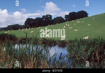 Montgomery Canal con pecore sulla collina vicino Welshpool, Powys, il Galles, la Gran Bretagna, Regno Unito, Europa Foto Stock