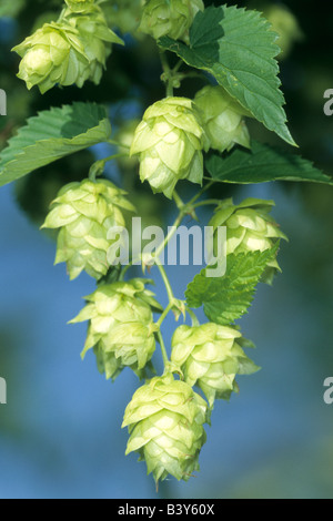 Luppolo (Humulus lupulus), fiori femminili Foto Stock