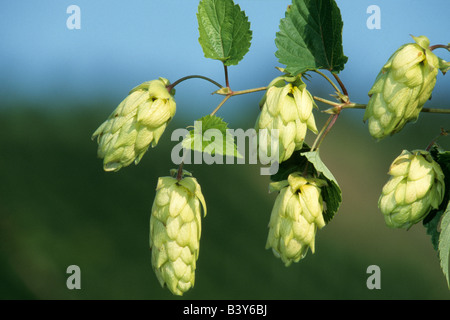 Luppolo (Humulus lupulus), fiori femminili Foto Stock