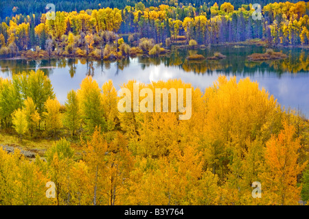 Pioppi neri americani e aspen alberi riflessa nel fiume Snake lanca a piegare il Parco Nazionale del Grand Teton WY Foto Stock
