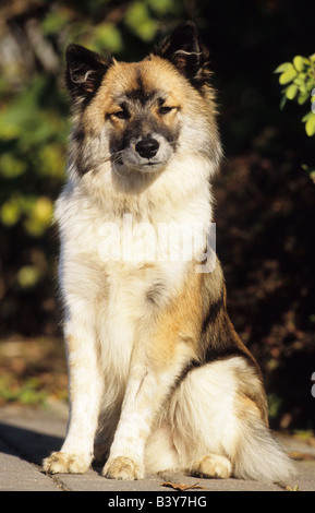 Cane islandese, islandese Sheepdog (Canis lupus familiaris), seduta Foto Stock