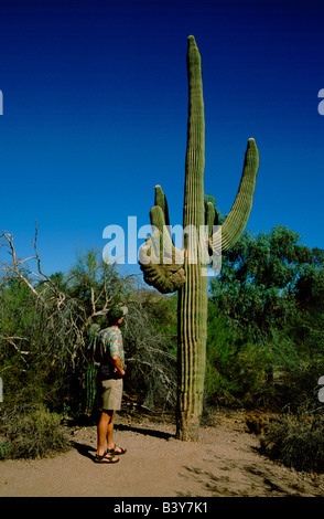 Nord America, USA, Arizona, Phoenix. Desert Botanical Garden, crestata cactus Saguaro mostra rari & una crescita anormale. Foto Stock