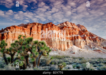 Colorful rocce e nuvole con Joshua tree Red Rock Canyon State Park California Foto Stock