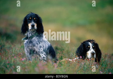 La Scozia, Caithness. Setter inglese sul moor Foto Stock