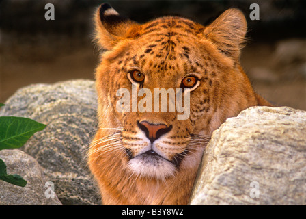 Stati Uniti, California, Los Angeles County. Ritratto di ligress, un leone/tiger ibrido, al Wildlife Waystation rescue facility. (Prigioniero) Foto Stock