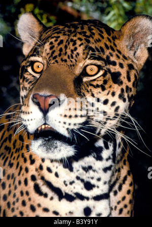 Stati Uniti, California, Los Angeles County. Ritratto di jaguar adulto in Wildlife Waystation salvataggio animale facility. (Salvataggio) Foto Stock