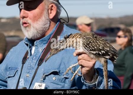 Maggiore Roadrunner essendo esposti al programma educativo in San Diego County. Catturato e rilasciato.solo uso editoriale. Foto Stock