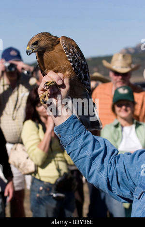 Red-Hawk con spallamento essendo esposti al programma educativo in San Diego County. Catturato e rilasciato. Foto Stock