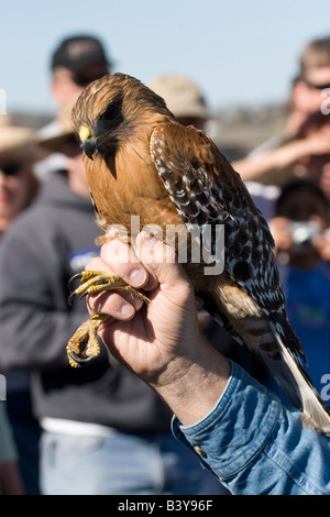 Red-Hawk con spallamento essendo esposti al programma educativo in San Diego County. Catturato e rilasciato. Foto Stock