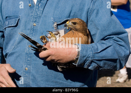 Red-Hawk con spallamento essendo esposti al programma educativo in San Diego County. Catturato e rilasciato. Foto Stock