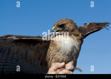 Red-tailed Hawk essendo esposti al programma educativo in San Diego County.catturato e rilasciato. Foto Stock