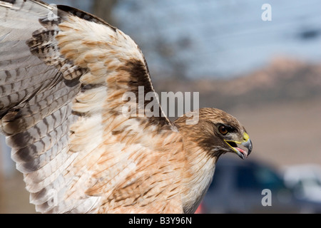 Red-tailed Hawk essendo esposti al programma educativo in San Diego County.catturato e rilasciato. Foto Stock