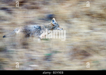 Un coyote attraversa il pendio in armonia con il suo ambiente Foto Stock