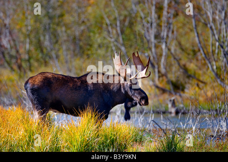 Bull moose con Autunno a colori Grand Teton National Park WY Foto Stock