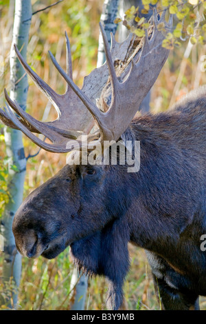 Bull moose con Autunno a colori Teton National Park WY Foto Stock