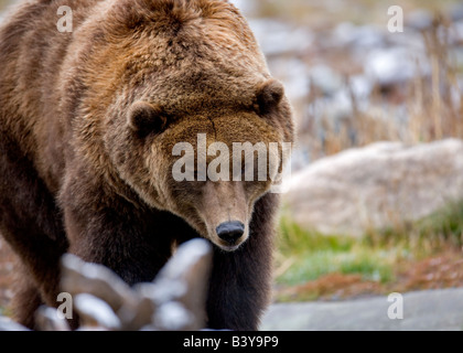 Orso grizzly a Grizzly e Wolf Centre West Yellowstone Montana Foto Stock