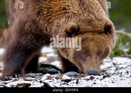 Orso grizzly a Grizzly e Wolf Centre West Yellowstone Montana Foto Stock