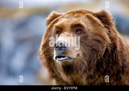 Orso grizzly a Grizzly e Wolf Centre West Yellowstone Montana Foto Stock