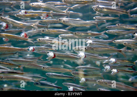 Northern Acciuga Acciuga Engraulis Oregon Coast Aquarium Newport Oregon Foto Stock