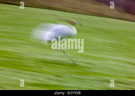 Sarus gru sul eseguire Wildlife Safari Winston Oregon Foto Stock