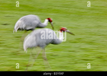 Sarus gru sul eseguire Wildlife Safari Winston Oregon Foto Stock