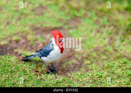 Rosso Cardinale crestato Paroaria coronata Kauai Hawaii Foto Stock