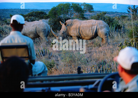 Sud Africa, Eastern Cape, Kwandwe. La visione di rinoceronte bianco dalla sicurezza di un gioco-Visualizzazione di veicolo su un game drive a Kwandwe riserva privata. Foto Stock
