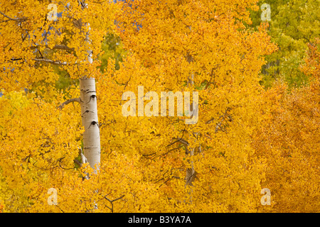 Stati Uniti d'America, Colorado, San Juan Mountains. Aspen alberi in colore di autunno lungo perso Dollar Road. Foto Stock