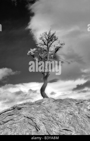 Stuggling Lone Pine tree crescono fuori di un enorme masso di roccia il Parco Nazionale di Yellowstone WY Foto Stock