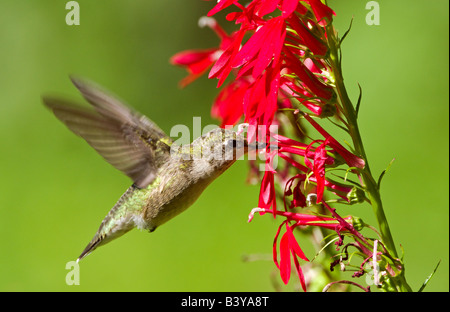 Un Ruby-Throated Hummingbird bere da red Penstemon fiori. Foto Stock