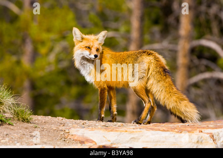 Stati Uniti d'America, Colorado, Breckenridge. Ritratto di Red Fox madre. Foto Stock