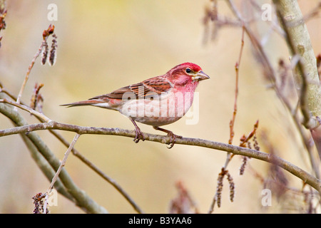 Stati Uniti d'America, Colorado, Frisco. Cassin's finch su arto. Foto Stock